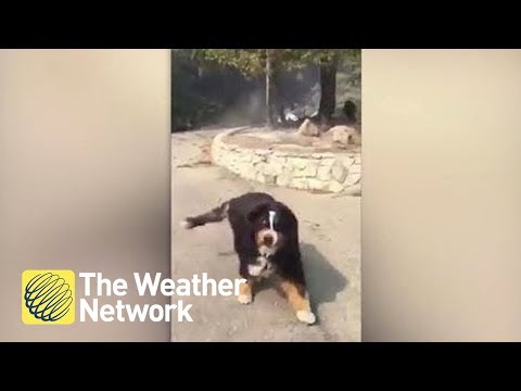 Dog owner finds out the family dog survived Santa Rosa Wildfire