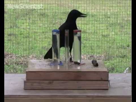 Clever crow uses physics to get its food