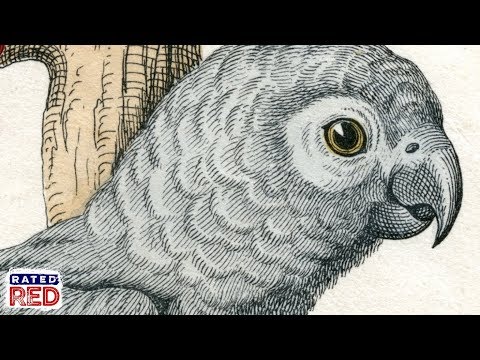 Strange Heartland History: When Andrew Jackson’s Parrot Got Kicked Out of His Funeral for Swearing