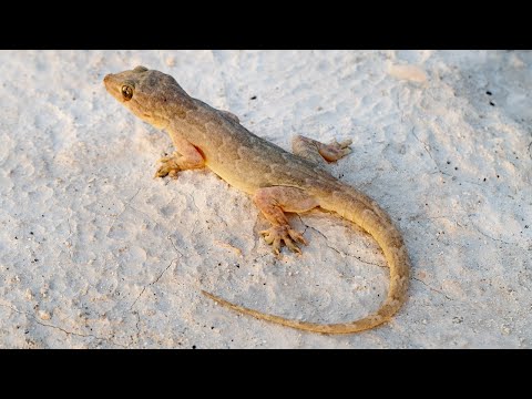 How lizards balance keeping their tails on and peeling them off