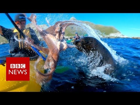 Seal slaps man with octopus - BBC News