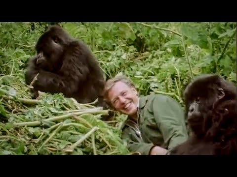 David Attenborough Plays with Cute Baby Gorillas | BBC Earth