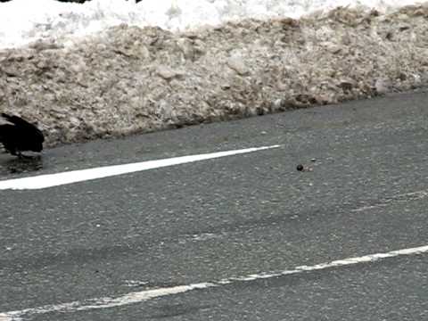 Smart Crow uses cars to crack nuts in Akita, Japan near Senshu Park