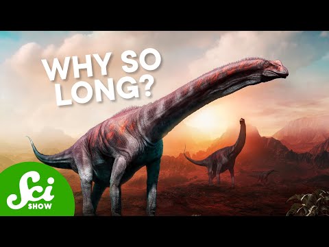 Were Long Necks Also Tall Necks?