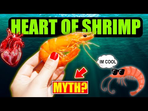 Did You Ever Know That &#039;HEART&#039; of a SHRIMP is located in its head!