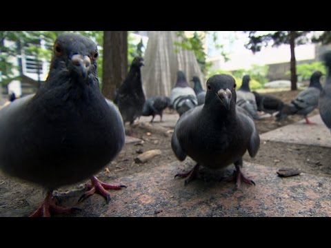 Pigeon vision helping in battle against cancer