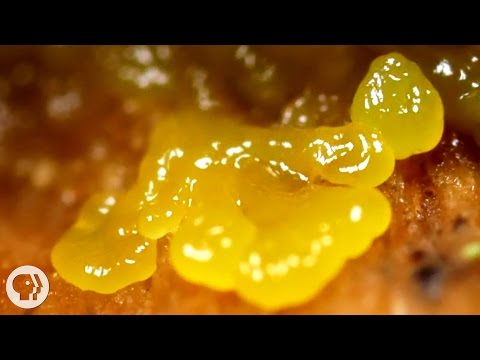 This Pulsating Slime Mold Comes in Peace (ft. It&#039;s Okay to Be Smart) | Deep Look