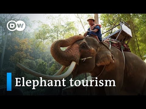 Elephant rides in Thailand: Fun or cruel? | DW Documentary