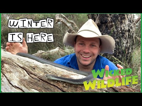 Brumation VS Hibernation - What Do Reptiles Do In The Winter?