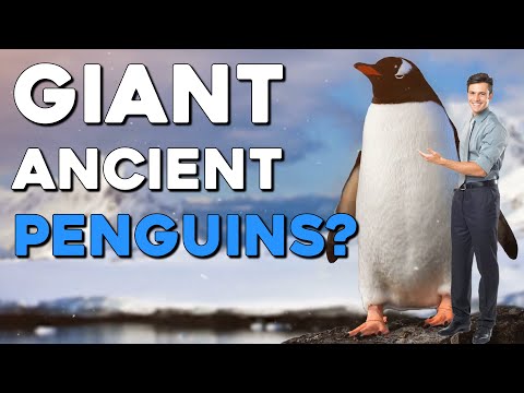 Giant Human-Sized Penguin Bones Found In New Zealand?!