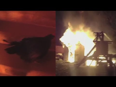 Watch Police Officer Rescue Scared Chicken From Fire