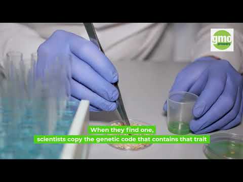 How a GMO is made