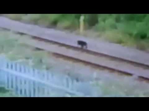 Mystery Big Cat Filmed By British Policeman