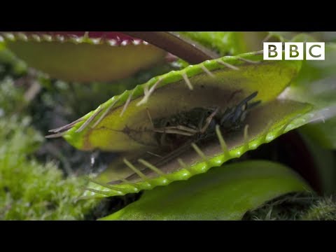 Hungry Venus flytraps snap shut on a host of unfortunate flies | Life - BBC