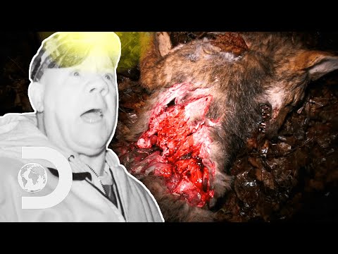 “What In The Hell Mutilated All Of Them Coyotes?!” | Mountain Monsters
