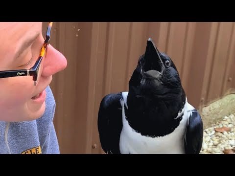 This crow seems convinced he&#039;s a tiny human