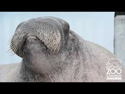 E.T. the Walrus practices his vocalizations at Point Defiance Zoo &amp; Aquarium