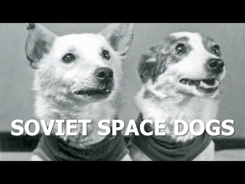 Belka and Strelka – the Soviet space dogs