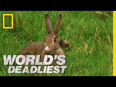 Stoat Hypnotizes Rabbit | World&#039;s Deadliest