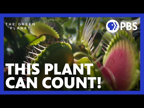 The Venus Flytrap Can Count and Remember | The Green Planet | PBS