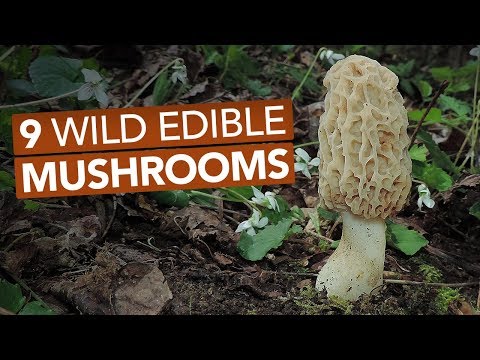 9 Wild Edible Mushrooms You Can Forage This Spring