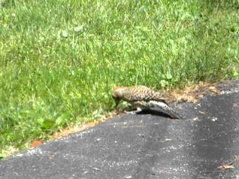 ground woodpecker video