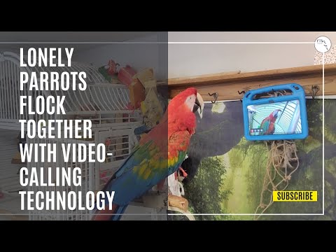 Lonely Parrots Flock Together with Video-Calling Technology