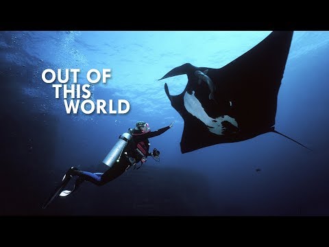 Manta Rays are Flat Sharks