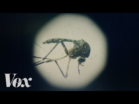 The Zika virus, explained