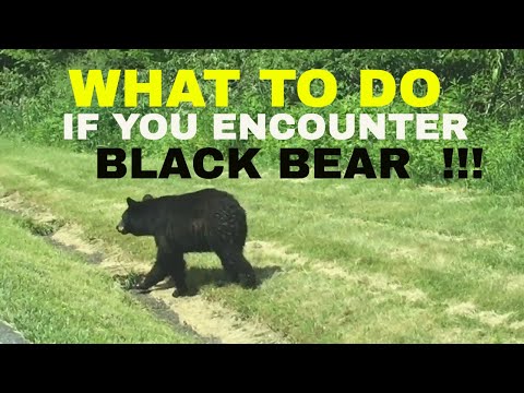 WHAT TO DO IF YOU ENCOUNTER A BLACK BEAR !!!