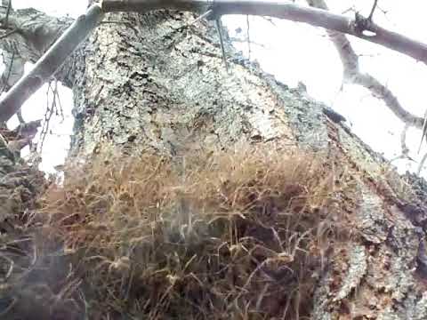 Mass of Daddy Long Legs in a Tree