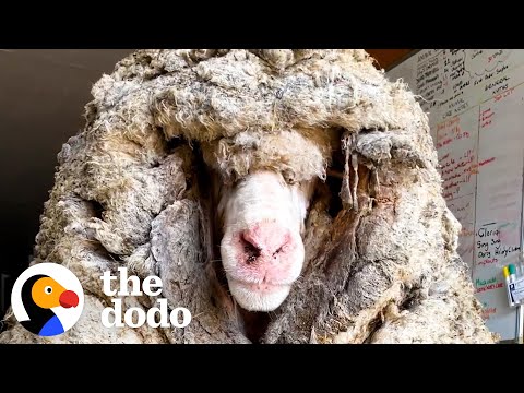 Sheep Covered In 80 Pounds Of Wool Makes Most Amazing Transformation | The Dodo Faith = Restored
