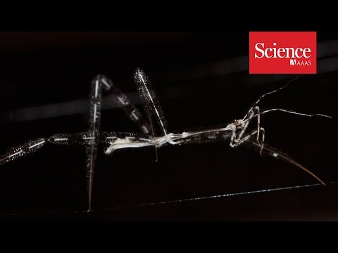 Assassin bugs ambush spiders in their own webs