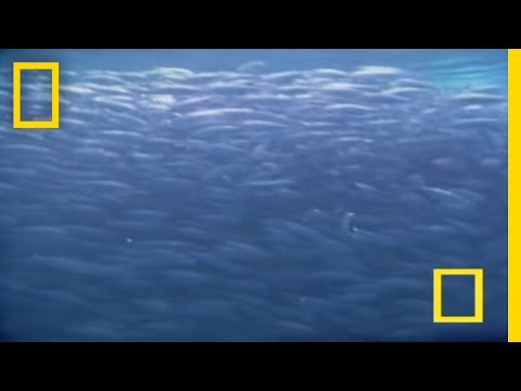 Farting Fish | National Geographic
