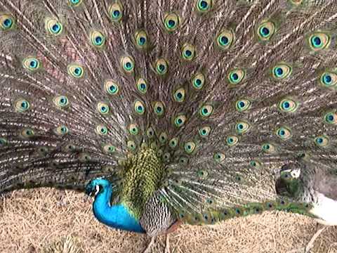 Peacocks Mating, Breeding, raising tail, rattling, grooming, then chicks