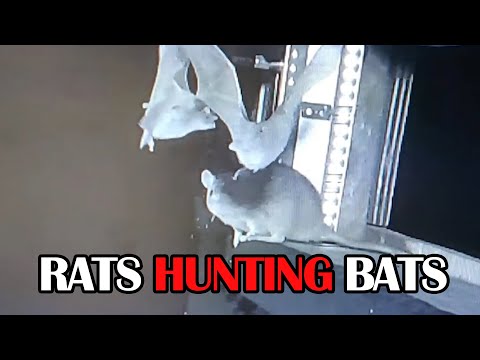 Watch Rats Hunting Bats In Mid-Air For The First Time