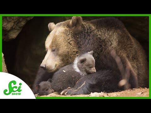 Bears Have Babies While They’re Hibernating