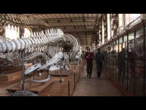 The jaws of the Leviathan: by Nature Video