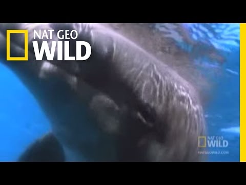 The Dark Side of Dolphins | Nat Geo Wild