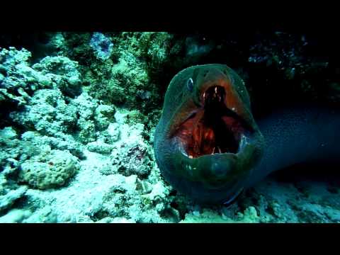 a look inside open mouth giant moray eel (cleaner station)