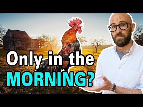 Why Do Roosters Crow in the Morning?