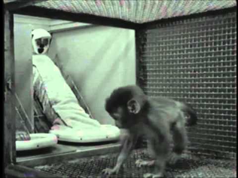 Harlow&#039;s Studies on Dependency in Monkeys