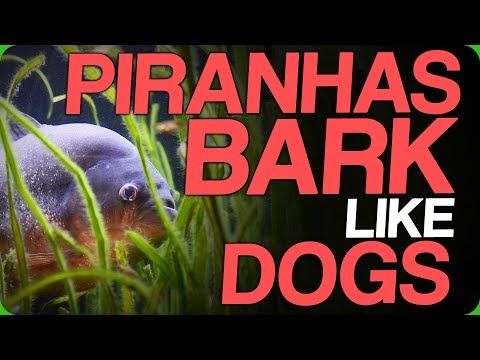 Piranhas Bark Like Dogs (How Dogs Will Take Over The World)