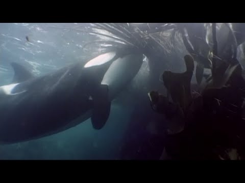 Crozet orcas enjoy some kelp massage