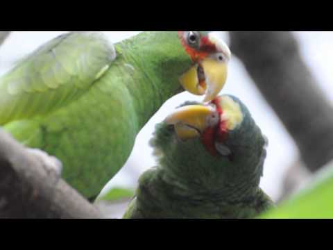 White fronted Amazon Couple