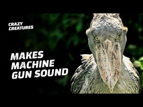 Shoebills Sound Like Machine Guns