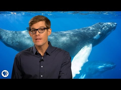 Amazing Facts About Whales!