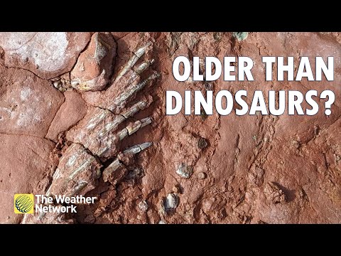 New Fossil Discovered That&#039;s Older Than The Dinosaurs