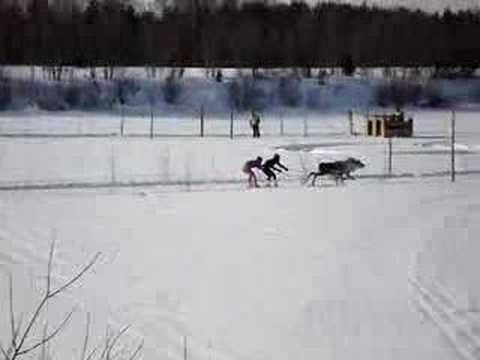 Reindeer Racing