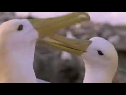 Animal Romance and Mating of the Albatross Bird | David Attenborough | BBC Studios